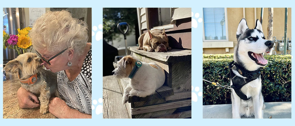 Find-oo Tiere Hundehalsband mit Tracker-Halterung – Reflektierend, Gepolstert & Verstellbar