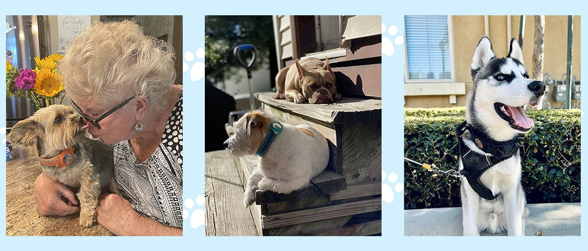 Find-oo Tiere Hundehalsband mit Tracker-Halterung – Reflektierend, Gepolstert & Verstellbar