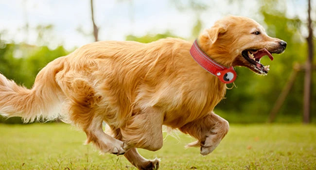 Find-oo Tiere Hundehalsband mit Tracker-Halterung – Reflektierend, Gepolstert & Verstellbar